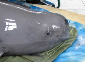 yangtze finless porpoises