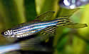 zebrafish
