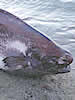 Aenigmaticus