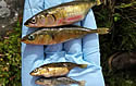 akeqfish