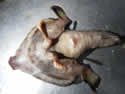 alienfish