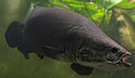 arapaima