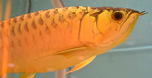 arowana genome