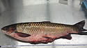 asiancarp