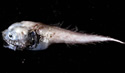assfish