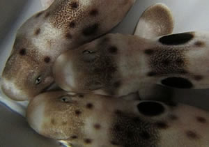 baby epaulette sharks