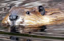 beavermeat