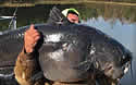 bigcatfish