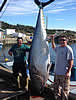 bigtuna