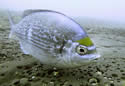 blackbream
