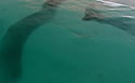 broomefish