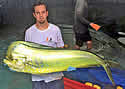 bulldolphin