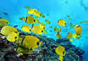 butterflyfish
