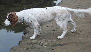 cadaver dog search underwater