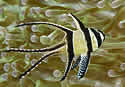 cardinalfish