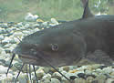 catfishcorps