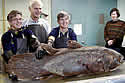 coelacanths