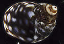 conesnail