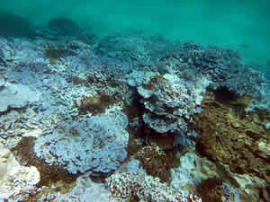 coral bleaching