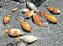 deadfish