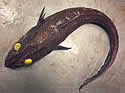 devilfish