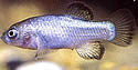 devilpupfish