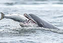 dolphinsalmon