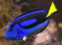 dorypic