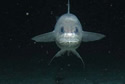 extremofish