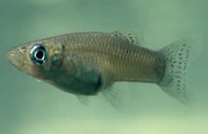 female mosquitofish