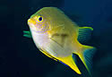 fishlook