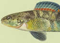 fishpainter