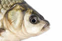 fishport