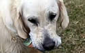 fishretriever