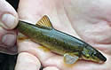 fishsmoother
