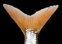 fishtail