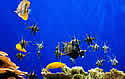 fishtank