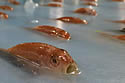 frozenfishrink