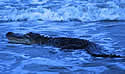 gatorsurf