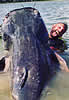 giantfish