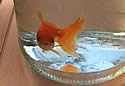 goldfish