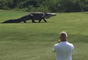 golfgator
