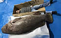 grouper