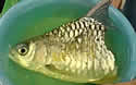 halffish