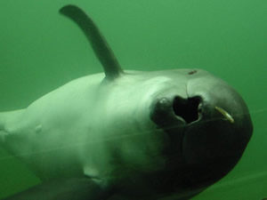 harbor porpoise feeding