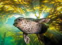 hungrykelp