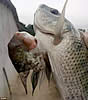 joinedfish