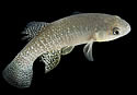 killifish