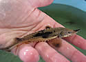 lakesturgeon