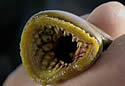 lampreyteeth